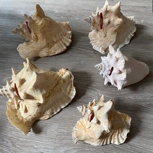 Sea shells